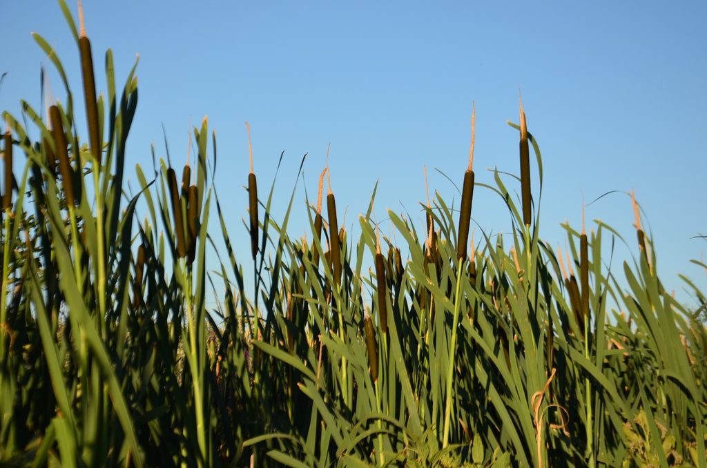 London/River Lea/DSC_0243.JPG